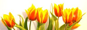 16_tulipany zihane 2