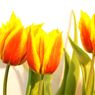 16_tulipany zihane 2